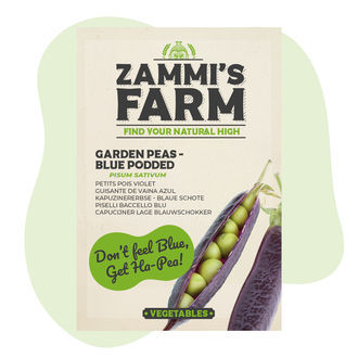 Blaue Kapuzinererbse (Pisum sativum) Samen