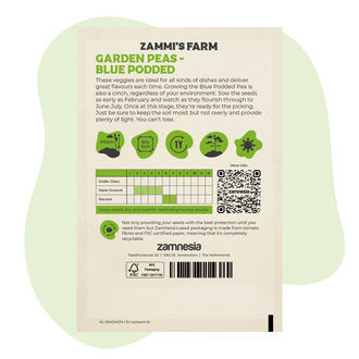 Blaue Kapuzinererbse (Pisum sativum) Samen