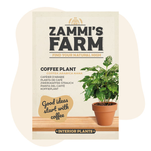 Zwergkaffee-Strauch (Coffea arabica nana) Samen