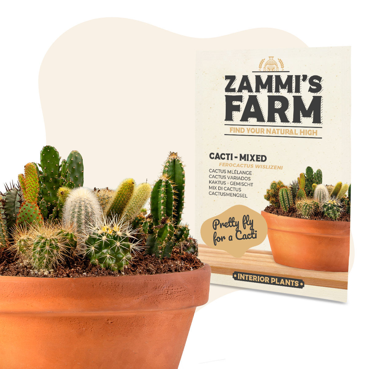 Kaktus  gemischt (Ferocactus wislizeni) Samen