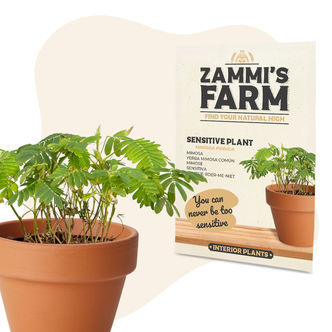 Mimose (Mimosa pudica) Samen