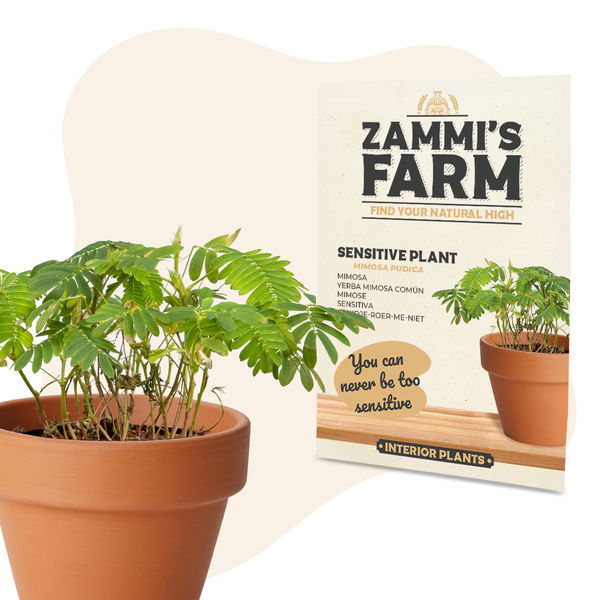 Mimose (Mimosa pudica) Samen