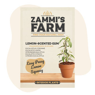 Zitroneneukalyptus (Eucalyptus citriodora) Samen