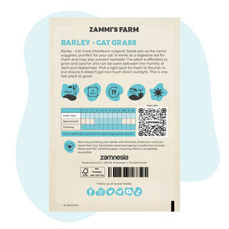 Gerste - Katzengras (Hordeum vulgare) Samen