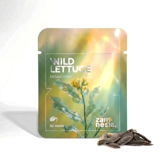 Gift-Lattich (Lactuca virosa) 20 Samen