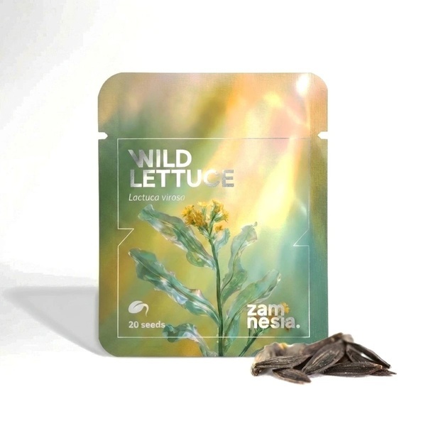 Gift-Lattich (Lactuca virosa) 20 Samen