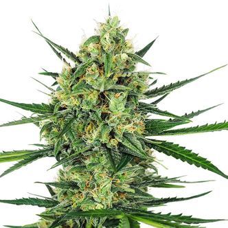Tangerine Sugar (Sensi Seeds) feminisiert