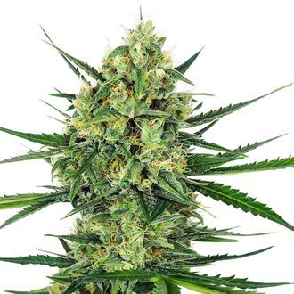 Tangerine Sugar (Sensi Seeds) feminisiert