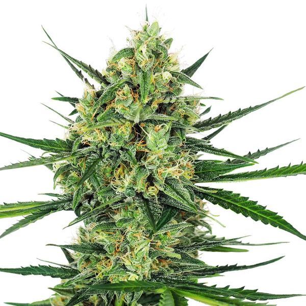 Tangerine Sugar (Sensi Seeds) feminisiert