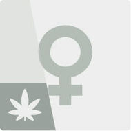 Feminisierte Cannabissamen