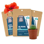 Psychoaktive Pflanzensamen