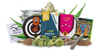 Top 5 feminisierte Hanfsamen