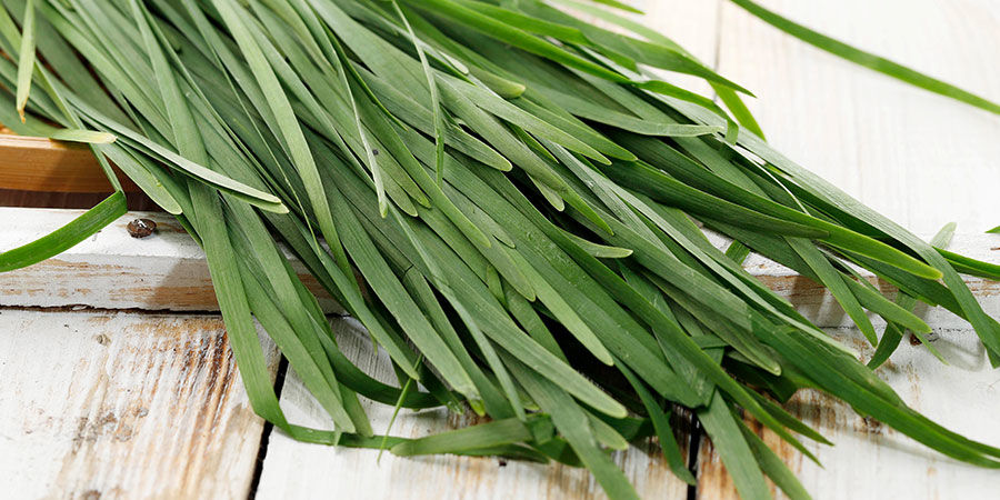 Schnittlauch Schnittlauch