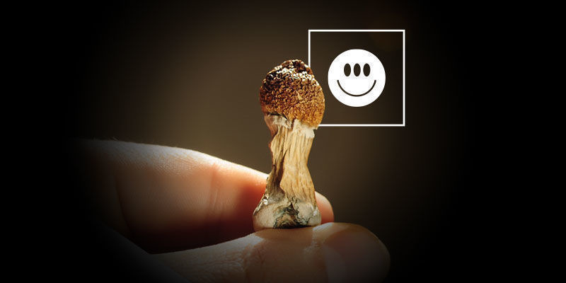 Sind Psilocybe Cubensis Stark? Sind Psilocybe Cubensis Stark?