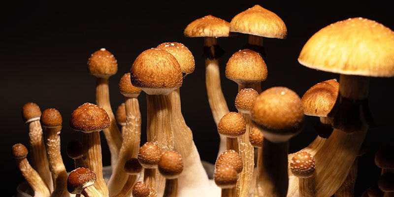 Psilocybe Cubensis Züchten Psilocybe Cubensis Züchten