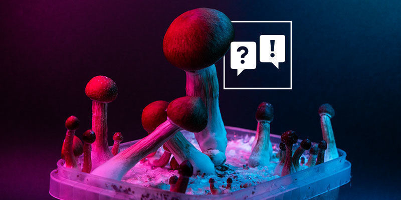 Psilocybe Cubensis: Fragen Und Antworten Psilocybe Cubensis: Fragen Und Antworten