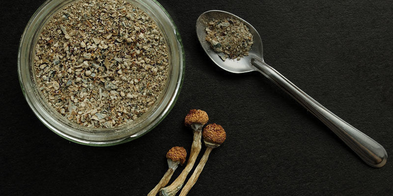 Verwendung Von Psilocybe Cubensis Verwendung Von Psilocybe Cubensis