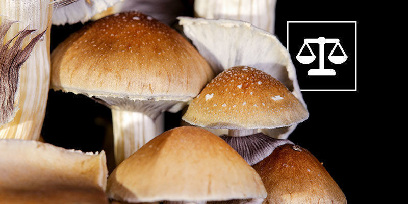 Die Gesetzeslage Zu Psilocybe Cubensis Die Gesetzeslage Zu Psilocybe Cubensis