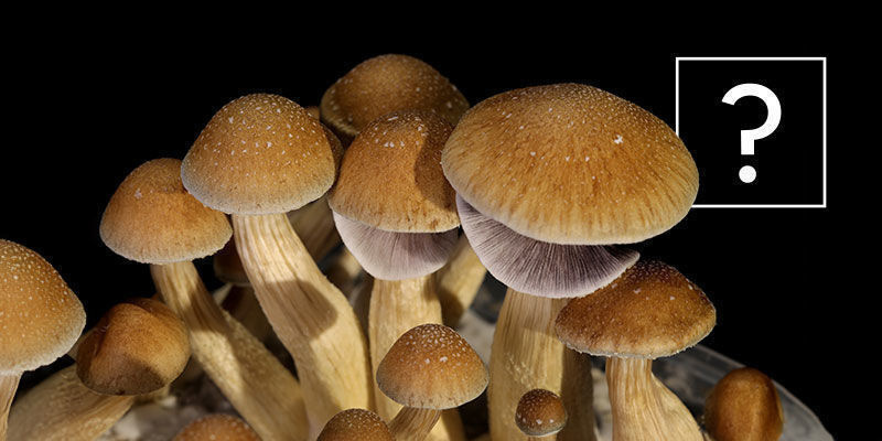 Was Sind Psilocybe-Cubensis-Pilze? Was Sind Psilocybe-Cubensis-Pilze?