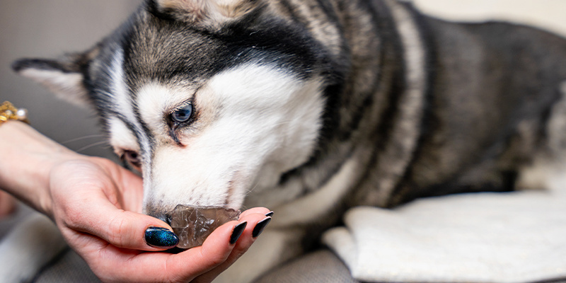 Edelsteine für deine pelzigen Freunde