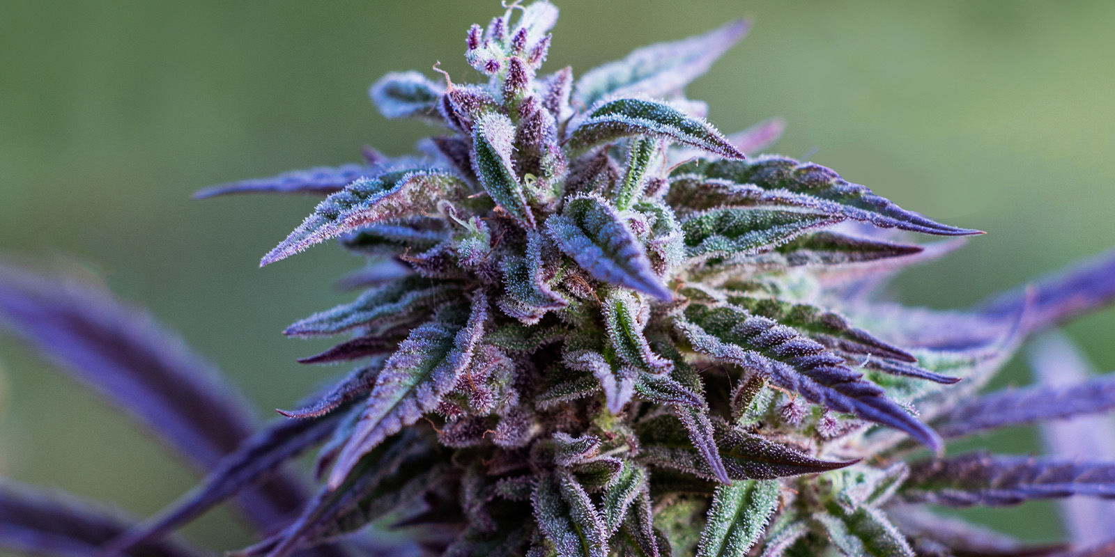 Kandierte Klassiker: Sweet-Topia-Sorten