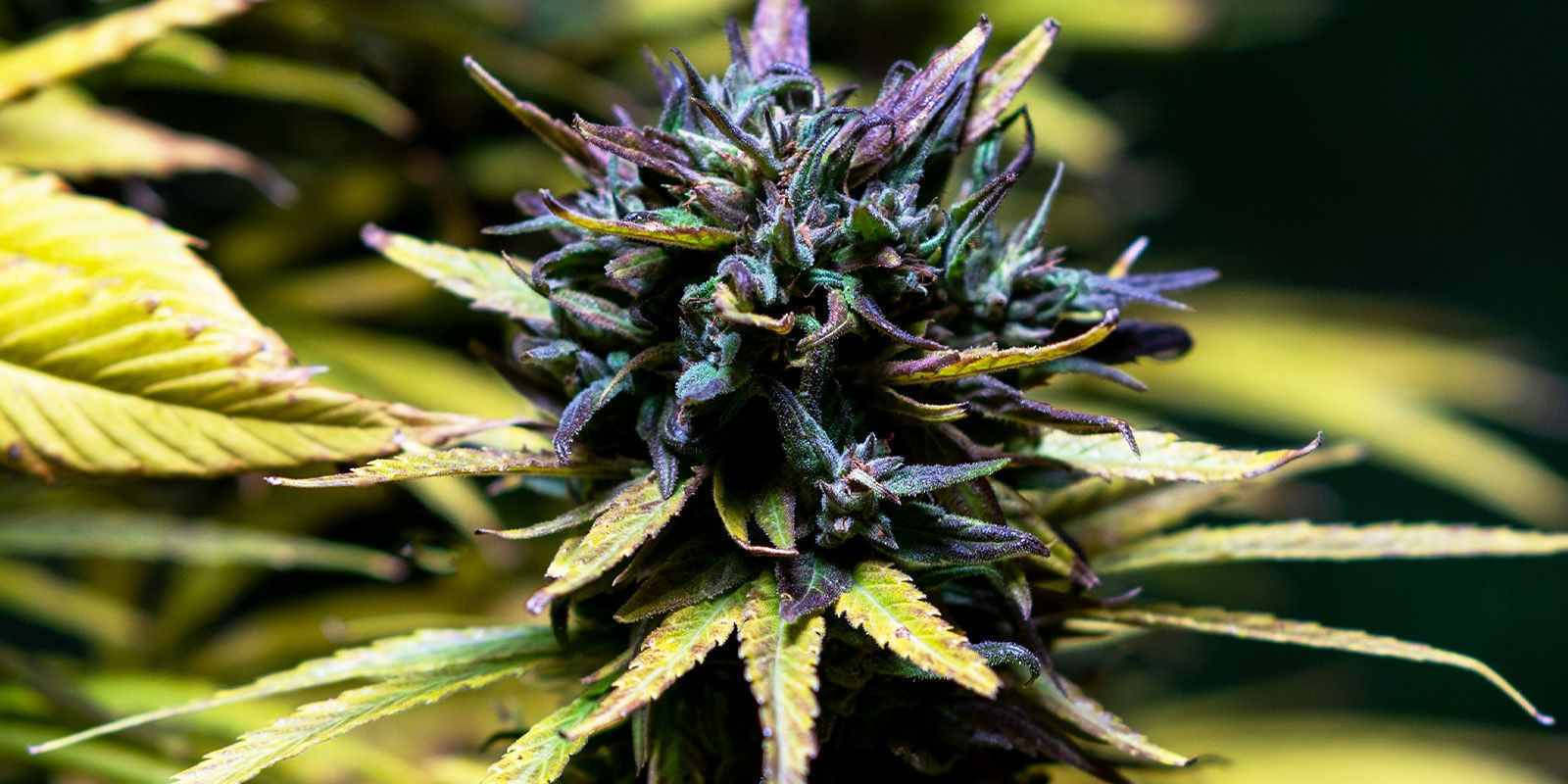 Genieße die feinsten Aromen von Sweet-Topia