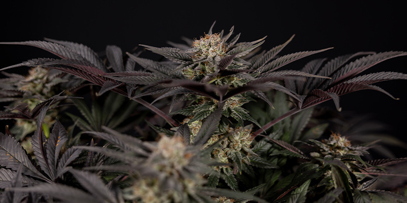 Die verrücktesten Cannabis-Mythen im Faktencheck