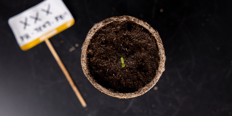 Frühes Wachstum / Keimlingsphase Frühes Wachstum / Keimlingsphase