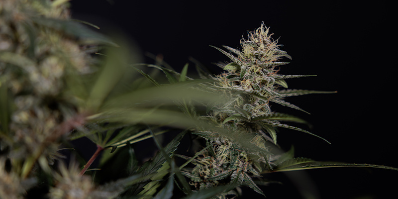 Blütephase (Woche 5–10+) Blütephase (Woche 5–10+)