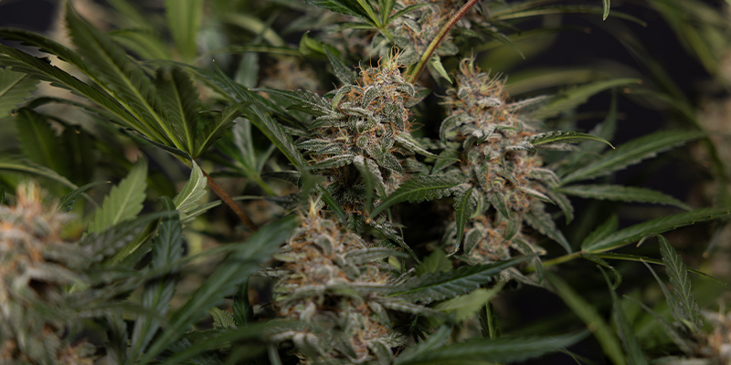 Das Anbaumedium zählt: Organische Substrate verstehen Das Anbaumedium zählt: Organische Substrate verstehen