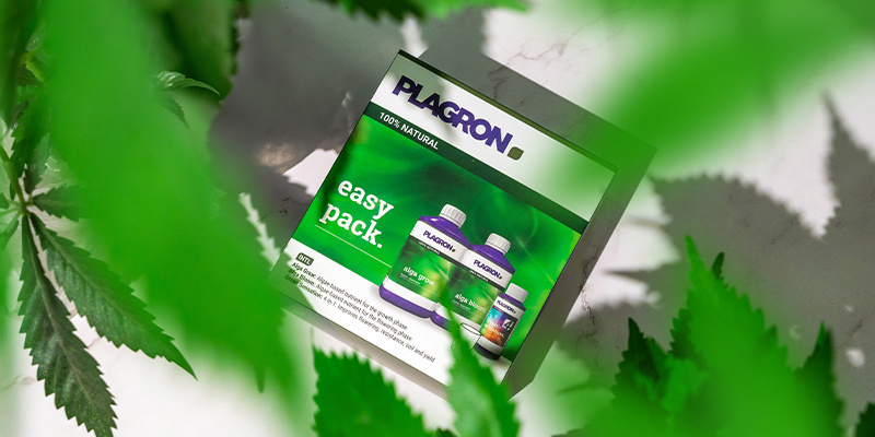 Cannabis biologisch anbauen: So einfach wie nie zuvor Cannabis biologisch anbauen: So einfach wie nie zuvor