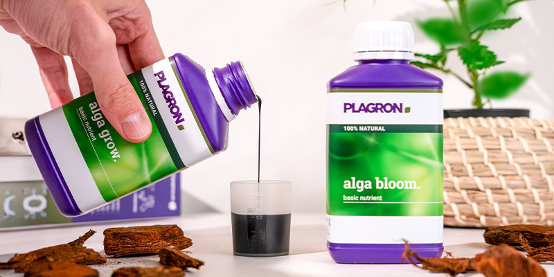 Wachstumsphase (Woche 2–5) Wachstumsphase (Woche 2–5)