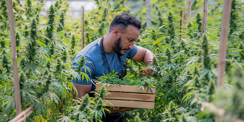 Warum Bio beim Cannabisanbau wichtig ist Warum Bio beim Cannabisanbau wichtig ist