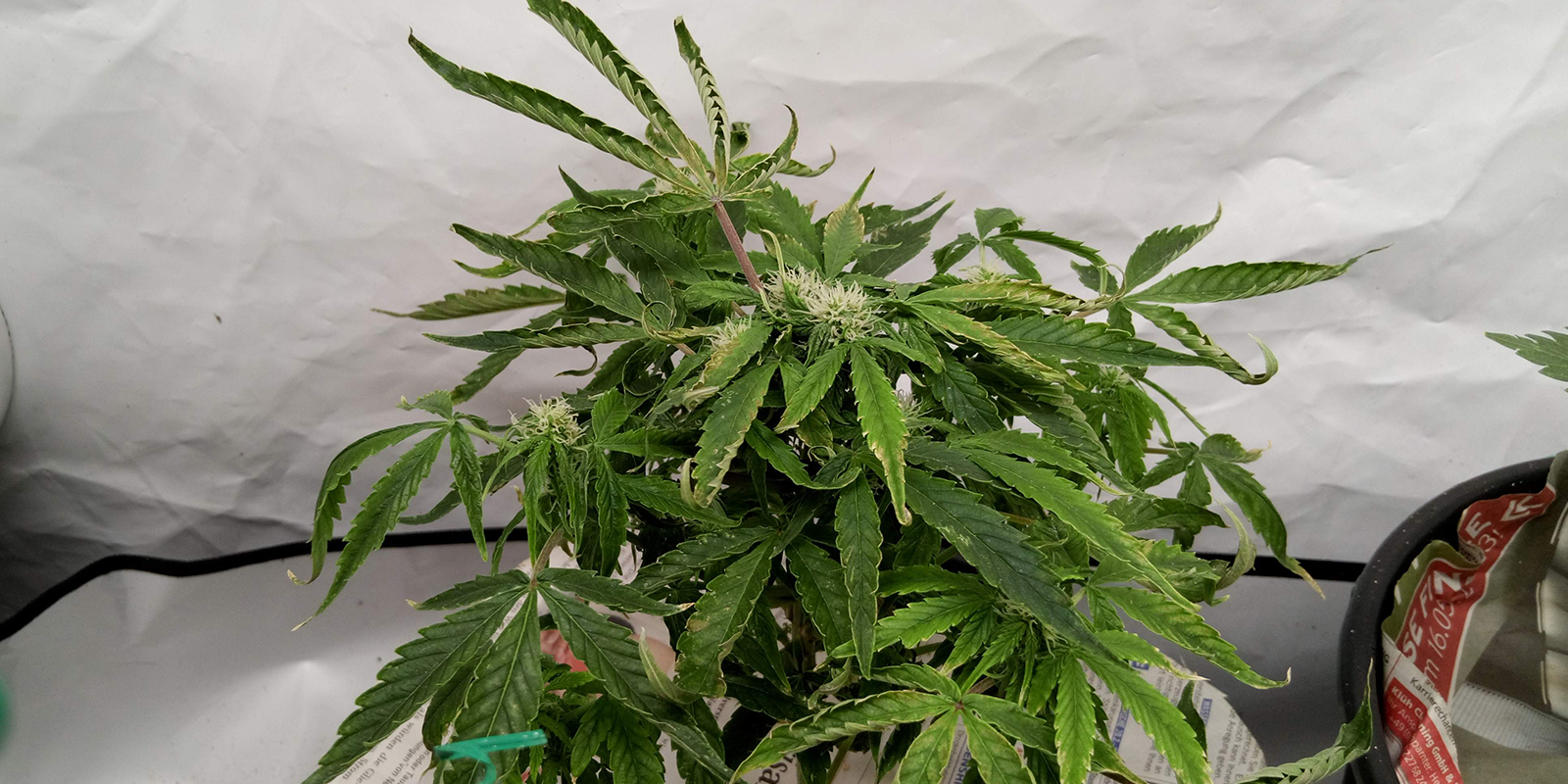 2. Beobachte die gesamte Pflanze