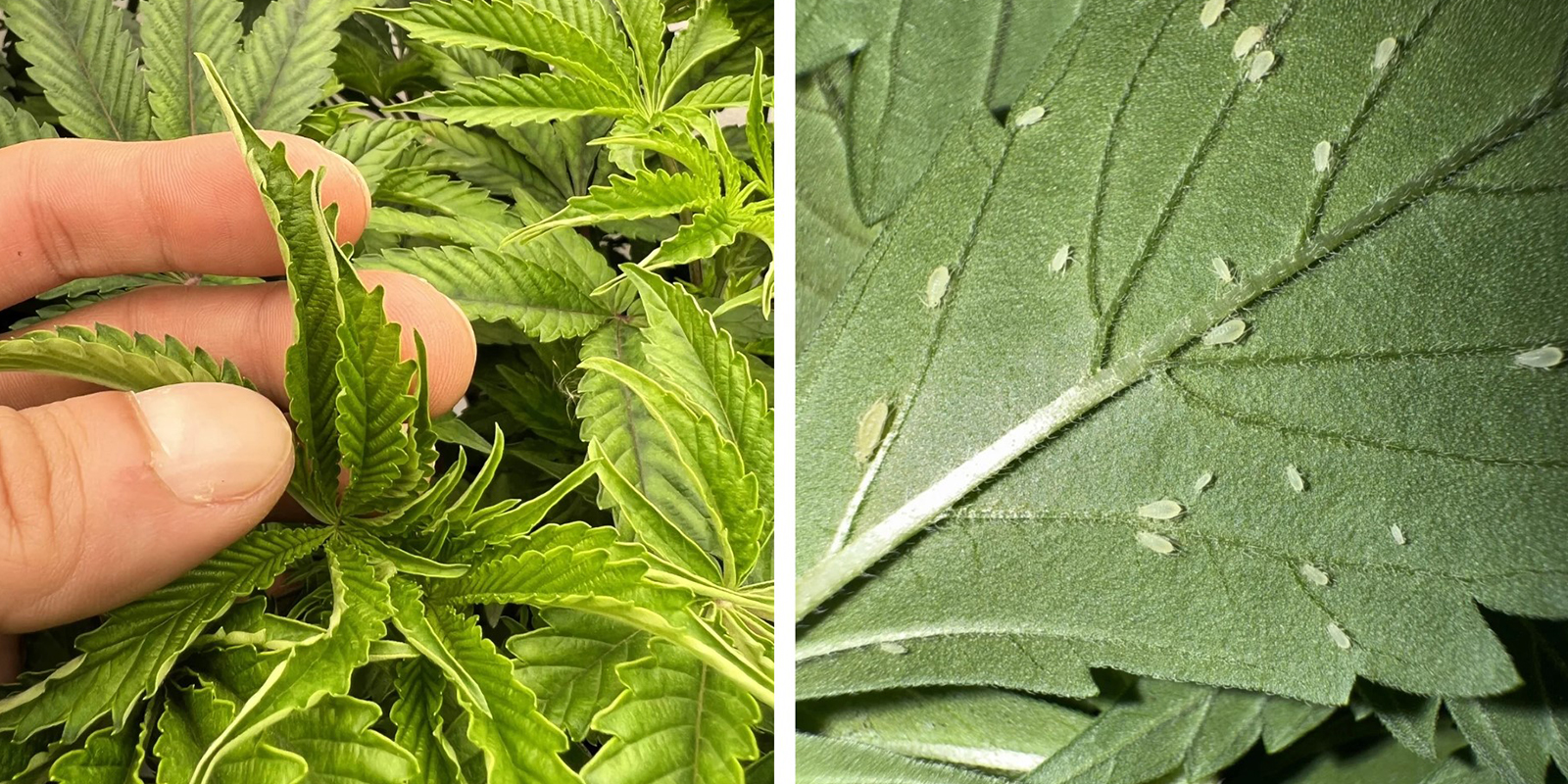 Umweltstress oder Schädlinge