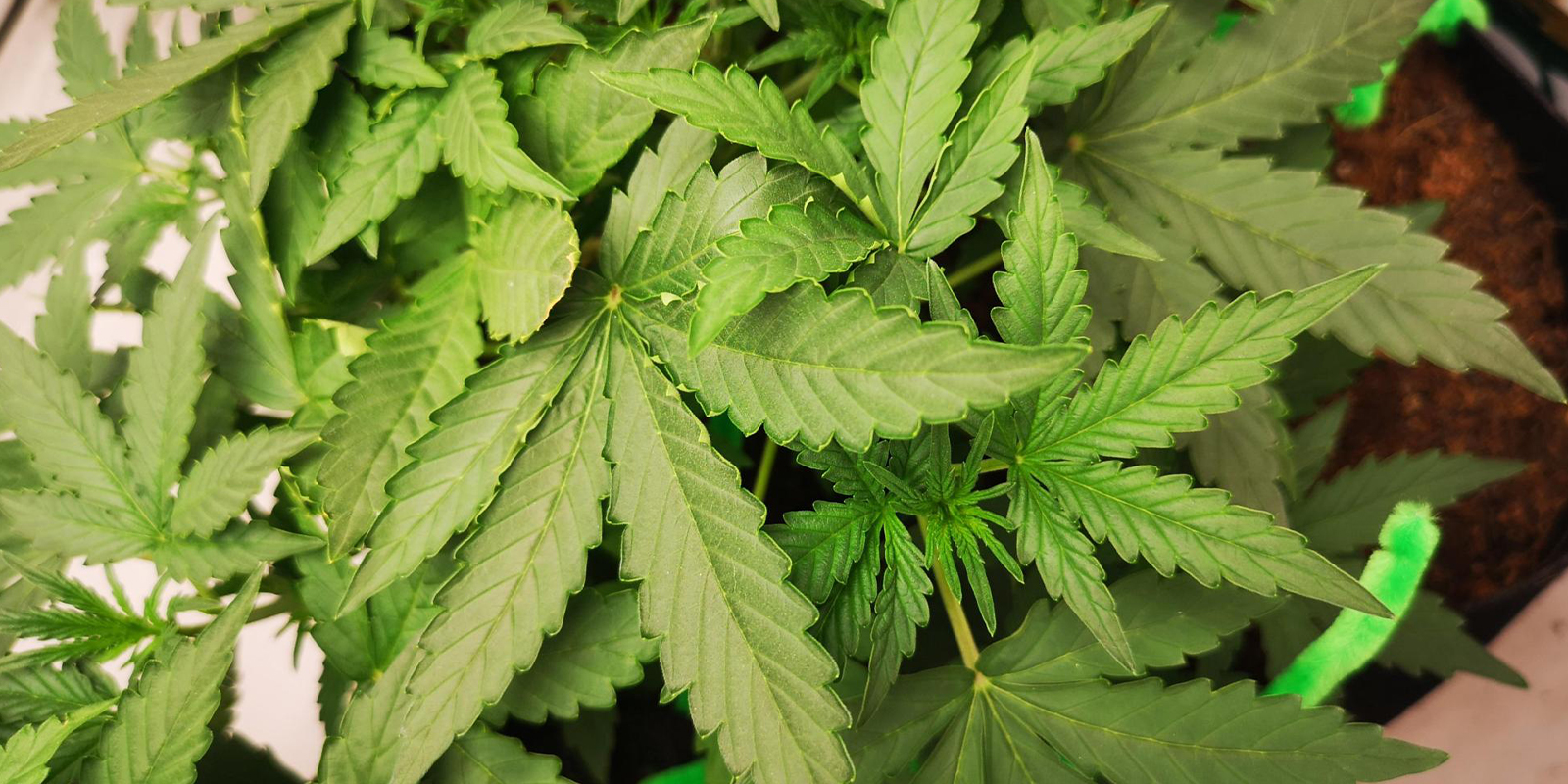 Blätter rollen sich nach oben? Zeit, das Problem zu begradigen