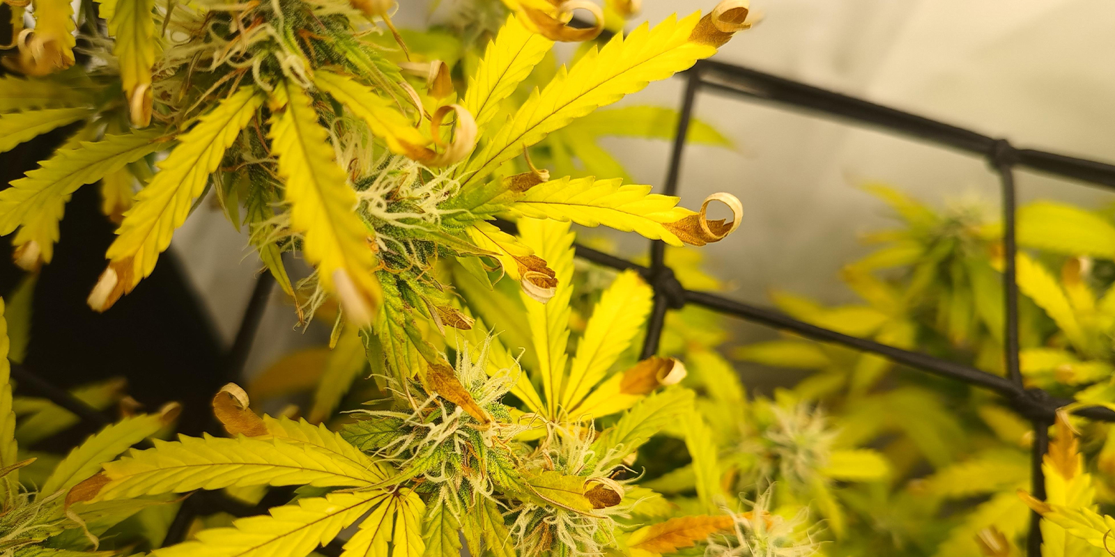 Lichtstress / Hitzeschaden