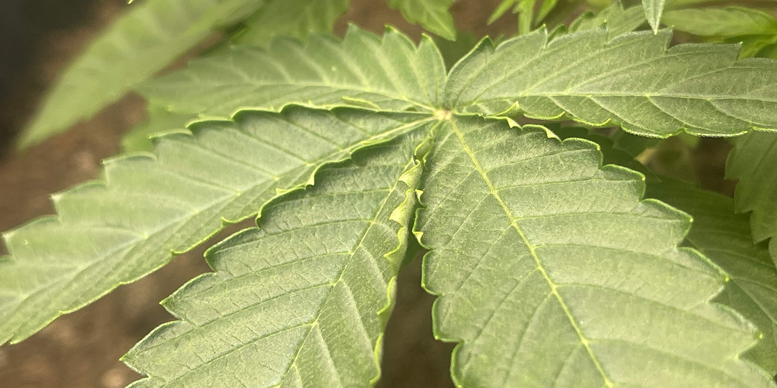 Niedrige Luftfeuchtigkeit oder hoher VPD