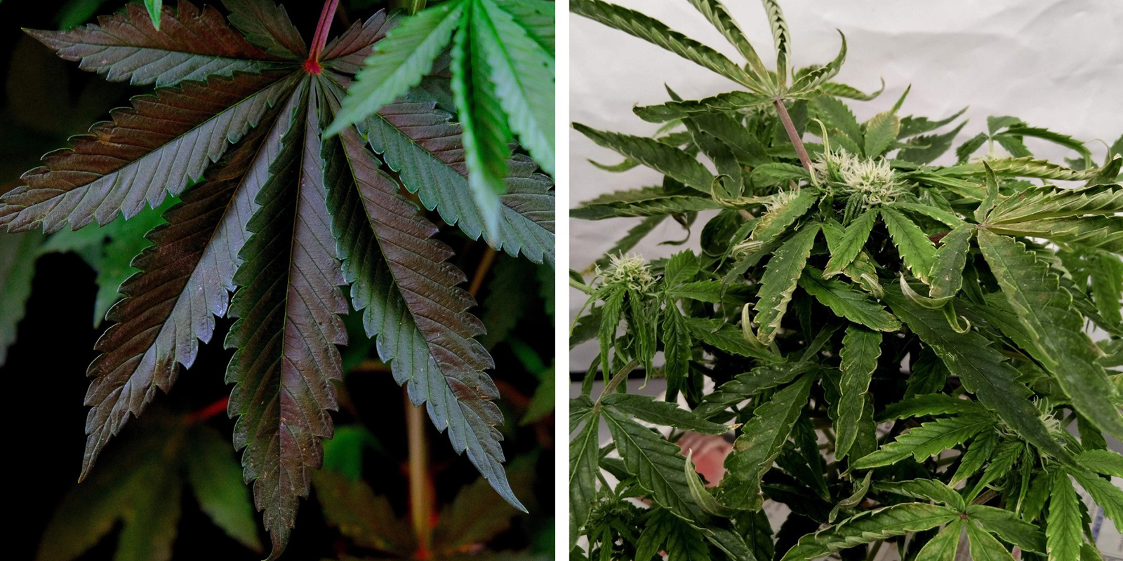 Nährstoffungleichgewicht (NPK / pH-Probleme)