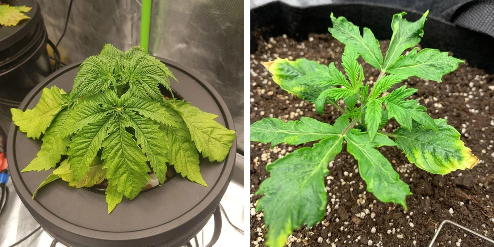 Überwässerung und Wurzelstress