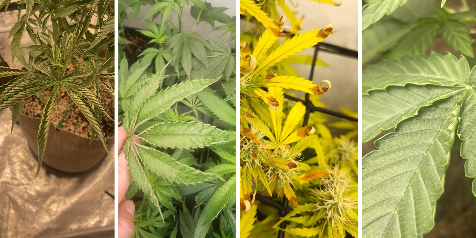 Visuelle Symptome, auf die du achten solltest