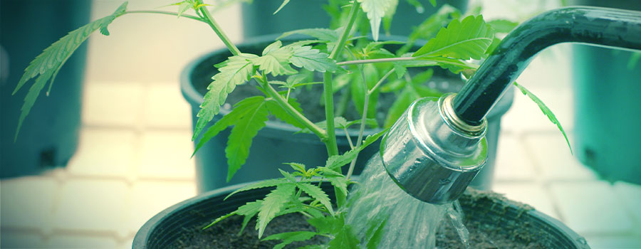 Wasserstress (Über- Und Mangelbewässerung) WASSERSTRESS (ÜBER- UND MANGELBEWÄSSERUNG)