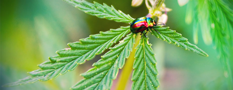 Nährstoffstress (Über- Oder Unterdüngung) NÄHRSTOFFSTRESS (ÜBER- ODER UNTERDÜNGUNG)