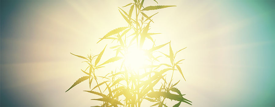 Lichtstress LICHTSTRESS