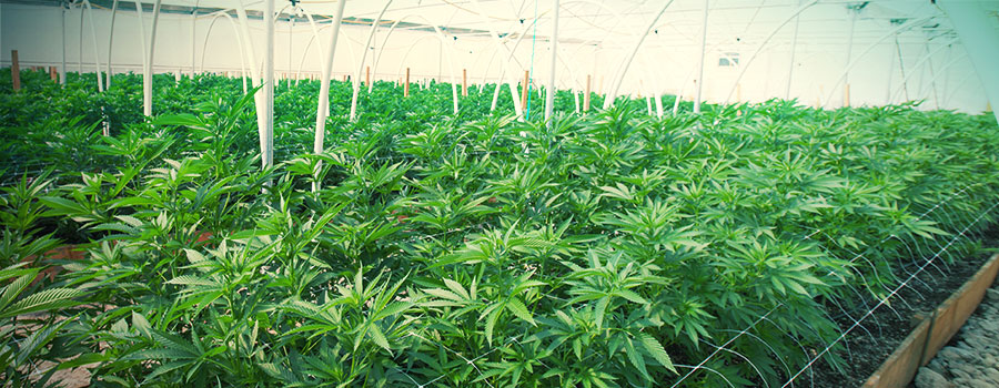 Umweltstress UMWELTSTRESS