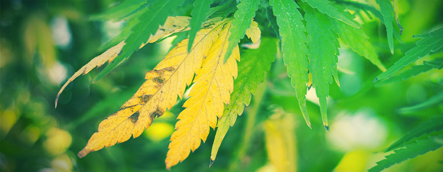 Stress Durch Gewebeschäden STRESS DURCH GEWEBESCHÄDEN