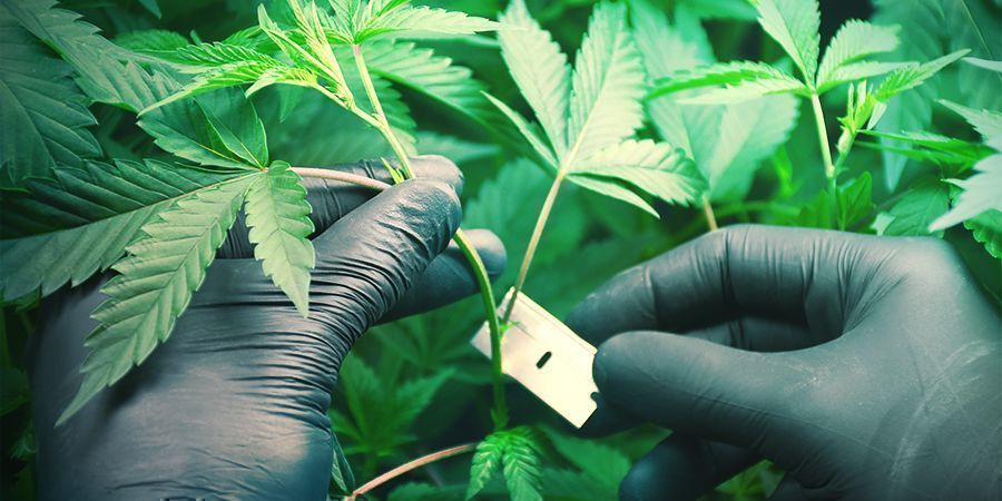 Allgemeine Tipps, Um Beim Grasanbau Geld Zu Sparen Allgemeine Tipps, Um Beim Grasanbau Geld Zu Sparen