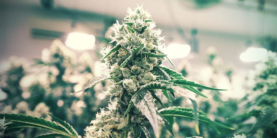 Geldspartipps Für Den Anbau In Innenräumen Geldspartipps Für Den Anbau In Innenräumen