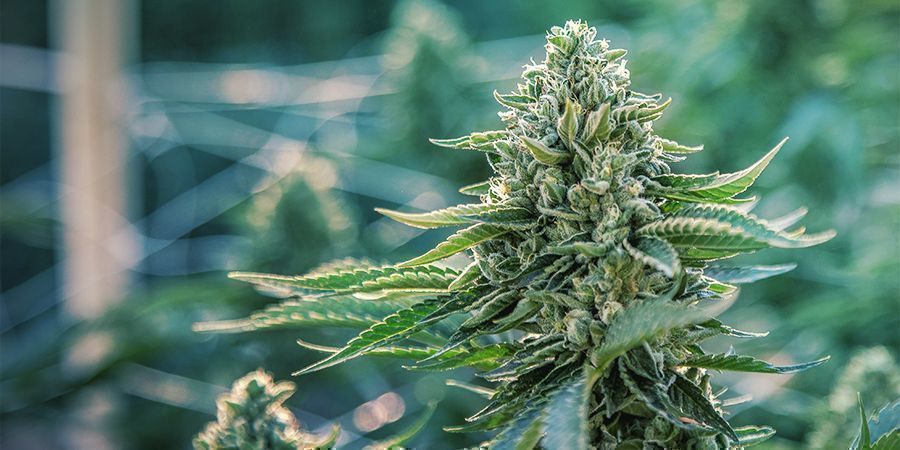 Geldspartipps Für Den Freilandanbau Geldspartipps Für Den Freilandanbau