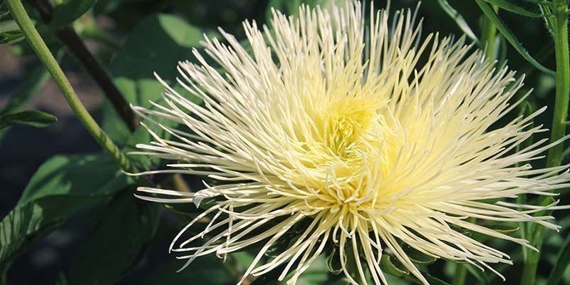 Was Ist Kanna? Was Ist Kanna?